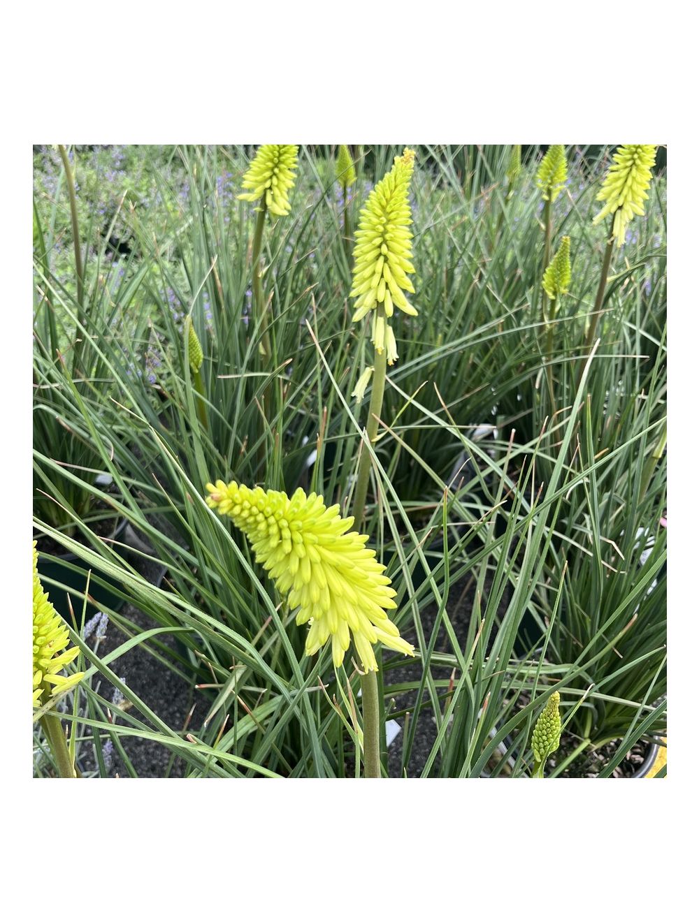 Red Hot Poker Pineapple Popsicle