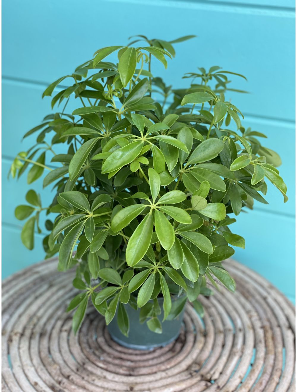 Schefflera Arboricola 6