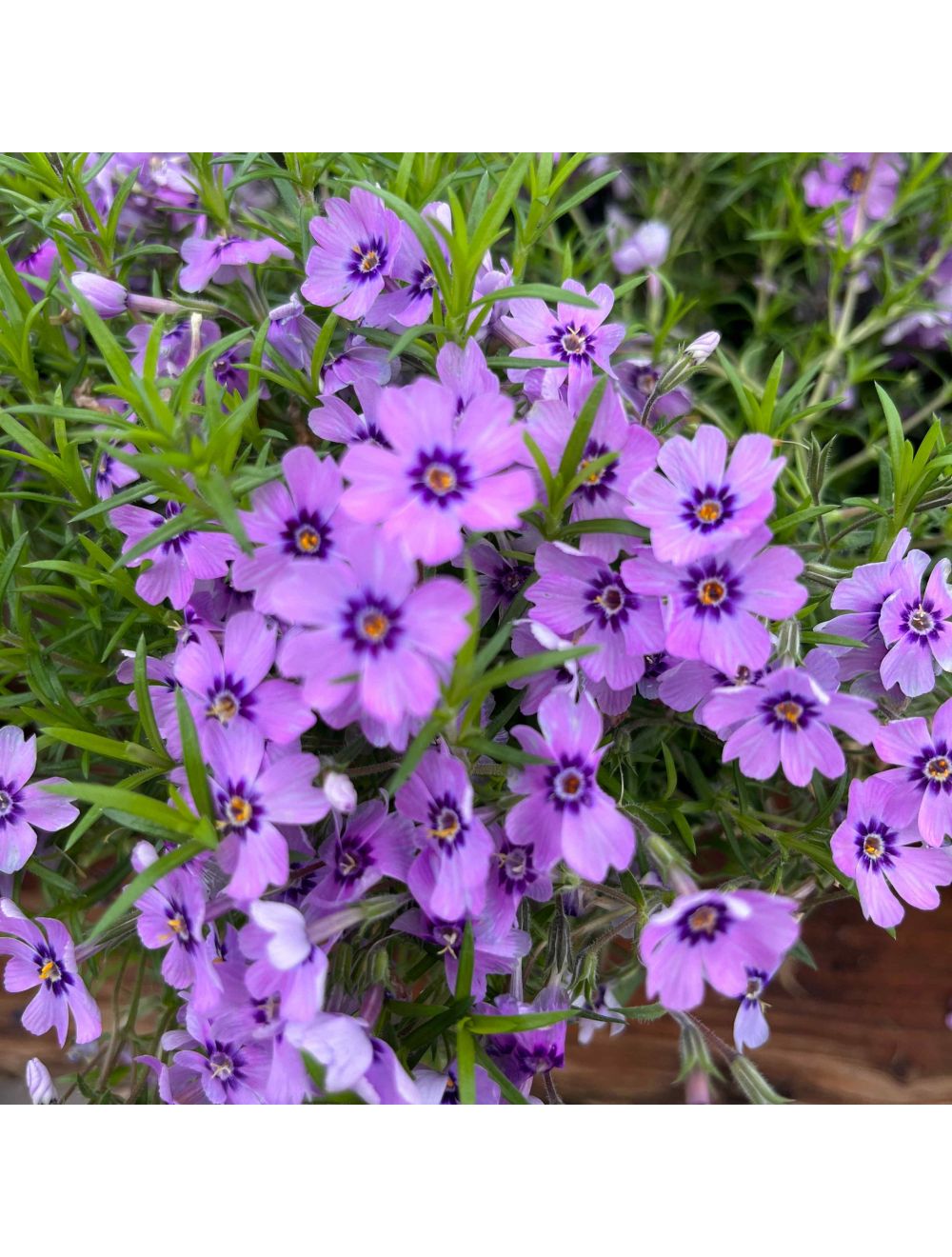 Phlox Eye Shadow