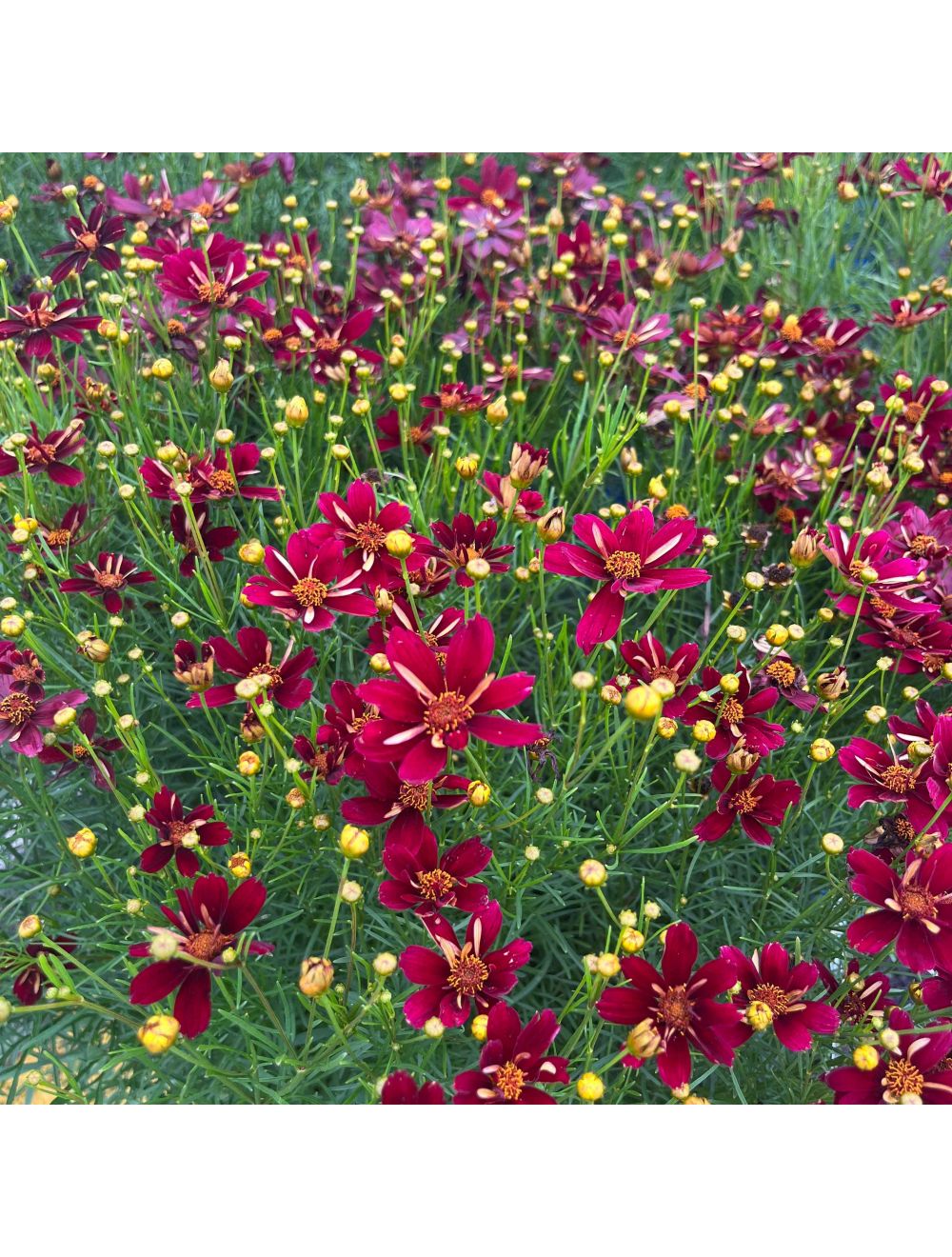 Coreopsis Red Satin