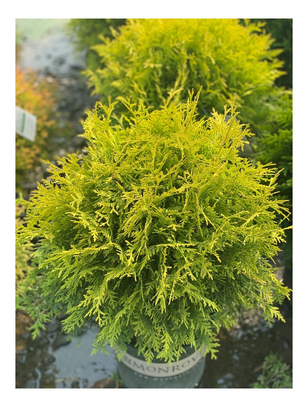 Arborvitae Golden Globe