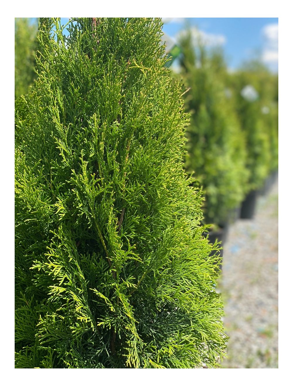 Arborvitae Emerald Green   Img 8542 