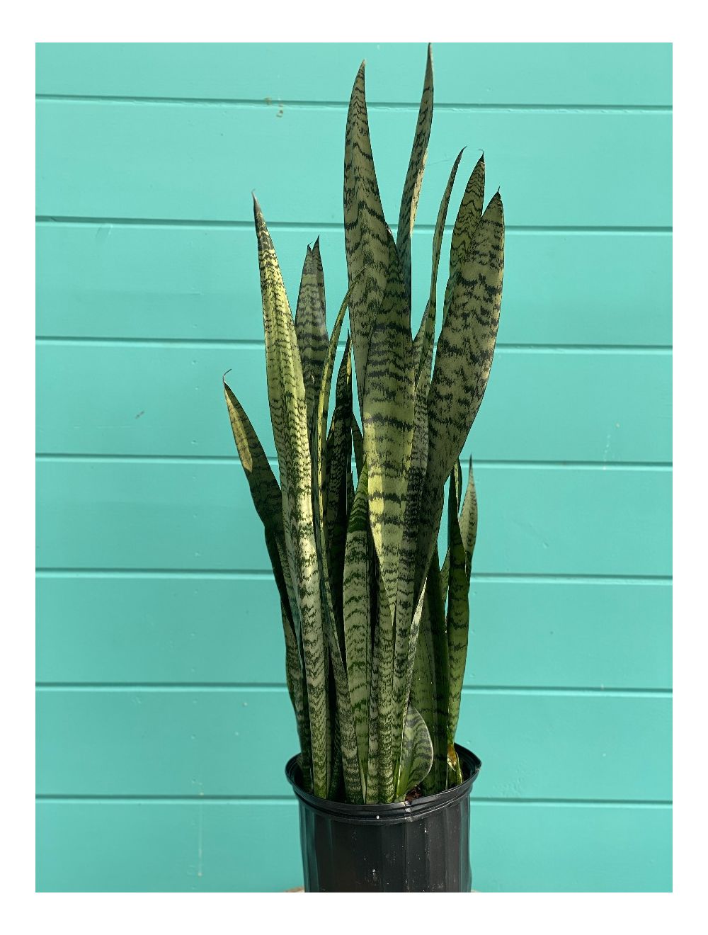 Sansevieria Zeylanica 10