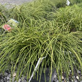 Arborvitae Whipcord