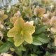 Lenten Rose Ivory Prince