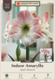 Amaryllis Apple Blossom