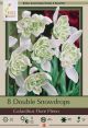 Snowdrop Flore Pleno 7PK