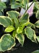 Hosta Wide Brim