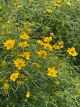 Coreopsis Zagreb