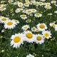 Shasta Daisy Becky