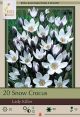 Crocus Lady Killer 10PK