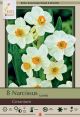 Narcissus Geranium 8PK