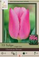 Tulip Christmas Dream 10 PK