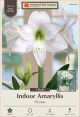 Amaryllis Picotee