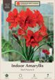 Amaryllis Red Peacock