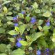 Leadwort Plumbago