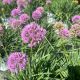 Allium Millenium