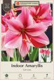 Amaryllis Gervase