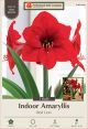 Amaryllis Red Lion