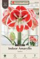 Amaryllis Samba