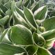 Hosta Francee