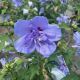 Rose of Sharon Blue Chiffon