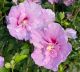 Rose of Sharon Lavender Chiffon