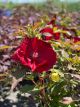 Hibiscus Hardy Cranberry Crush