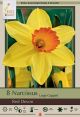 Narcissus Red Devon 8PK