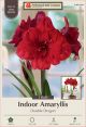 Amaryllis Double Dragon