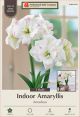 Amaryllis Amadeus