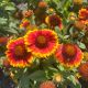 Blanket Flower Arizona Sun