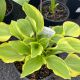 Hosta Golden Tiara