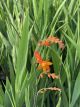 Crocosmia Orange Pekoe