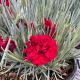 Dianthus Maraschino