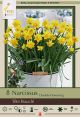 Narcissus Tete Boucle 6  PK