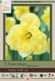 Narcissus Sunny Side Up 5 PK