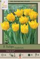 Tulip Marie Jo 8PK