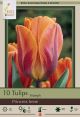 Tulip Princess Irene 7PK