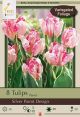 Tulip Silver Parrot 7 Pk