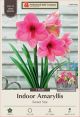 Amaryllis Sweet  Star