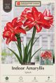 Amaryllis Splash