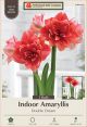 Amaryllis Double Dream