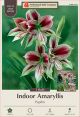 Amaryllis Papilio