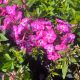 Phlox Volcano Pink with White Eye