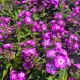 Phlox Volcano Purple White Eye