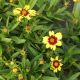 Coreopsis UpTick Yellow & Red 1 Gallon