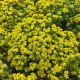 Sedum Little Miss Sunshine