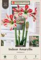 Amaryllis Ambiance