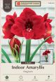 Amaryllis Magnum